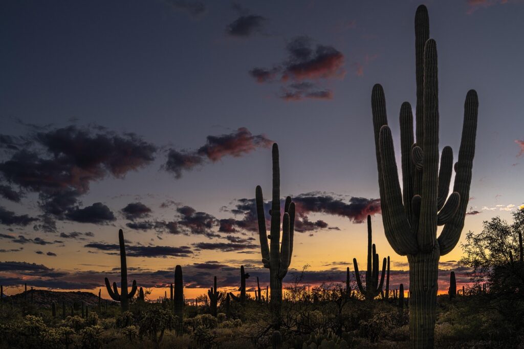 desert, cactus, dusk, sunset, saguaro, nature, usa, arizona, landscape, tucson, north america